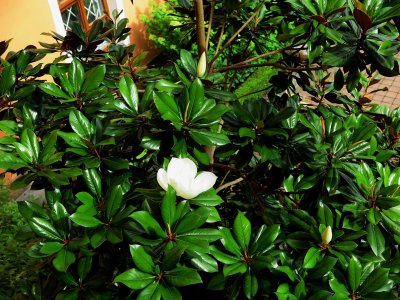 Magnolia grandiflora 'DD Blanchard' - šácholán velkokvětý